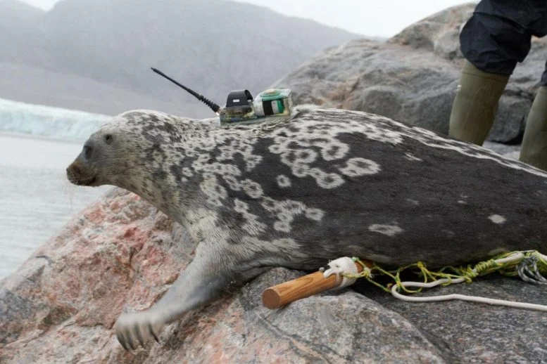 科学家在北极发现“特殊”的海豹新物种-DG城市