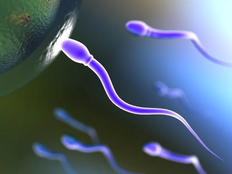 对不孕症的新见解——科学家解开百年精子之谜-DG城市