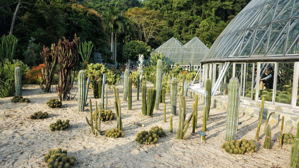深圳仙湖植物园游玩攻略｜梧桐山麓的植物王国与禅意秘境