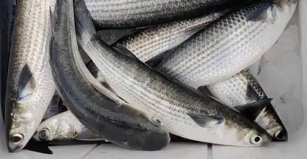 A Gift of Freshness at the Brackish Water Junction: The Gourmet Legend of Fuyong Mullet in Bao'an, Shenzhen-Dgcity-Discover Great Chinese City