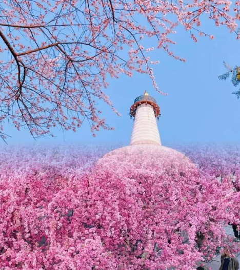 Beijing Four Seasons Cultural Tourism Guide: Themed Routes & Featured Activities for Foreigners