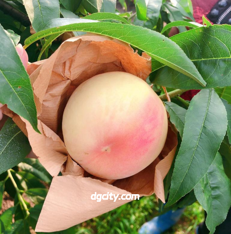 Shanghai Nanhui Peaches, Unlock a Sweet Summer Journey