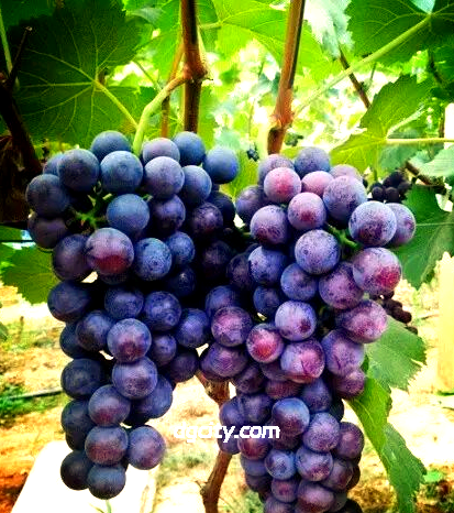 Shanghai Malu Grape Travel Guide – Unlock the Sweet Journey of Jiangnan Vineyards