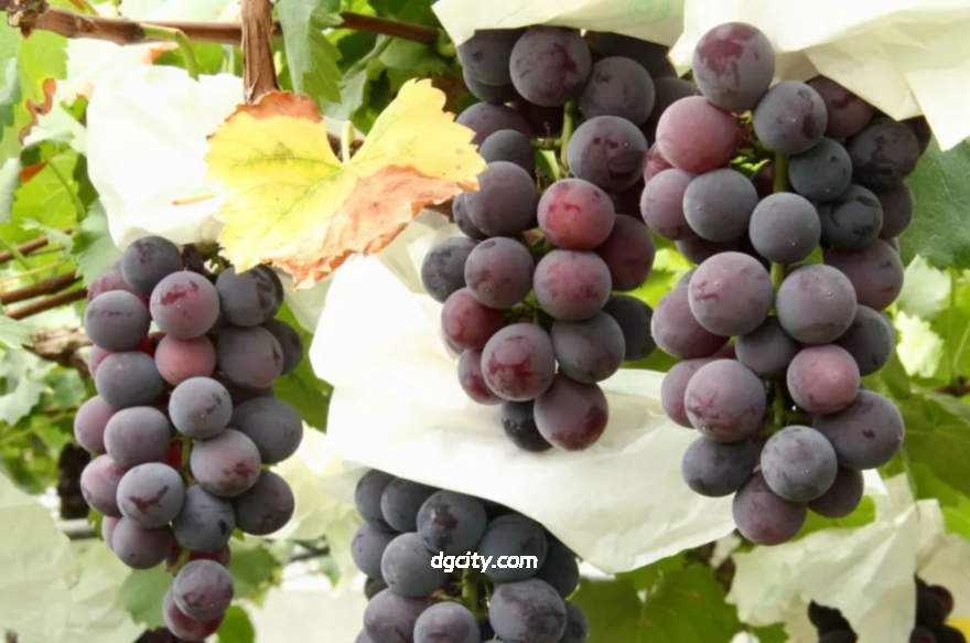 Shanghai Malu Grape Travel Guide - Unlock the Sweet Journey of Jiangnan Vineyards-Dgcity-Discover Great Chinese City