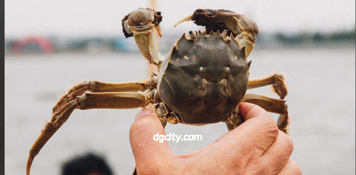 崇明老毛蟹｜上海郊外的鲜醇盛宴-Dgcity-Discover Great Chinese City