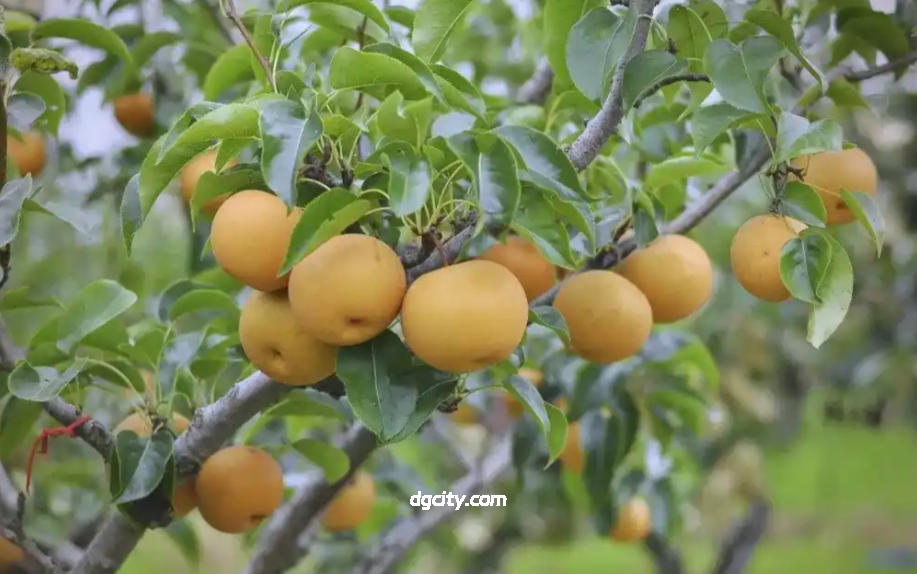 Shanghai Cangqiao Crystal Pear: A Sweet Journey in Songjiang, Discover Local Flavors of Shanghai