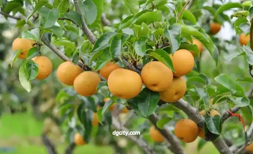 Shanghai Cangqiao Crystal Pear: A Sweet Journey in Songjiang, Discover Local Flavors of Shanghai-Dgcity-Discover Great Chinese City