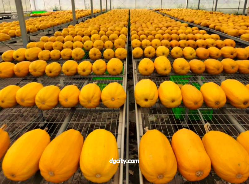 Chongming Golden Melon Travel Guide: Explore the “Plant Jellyfish” in Shanghai’s Eco-Island