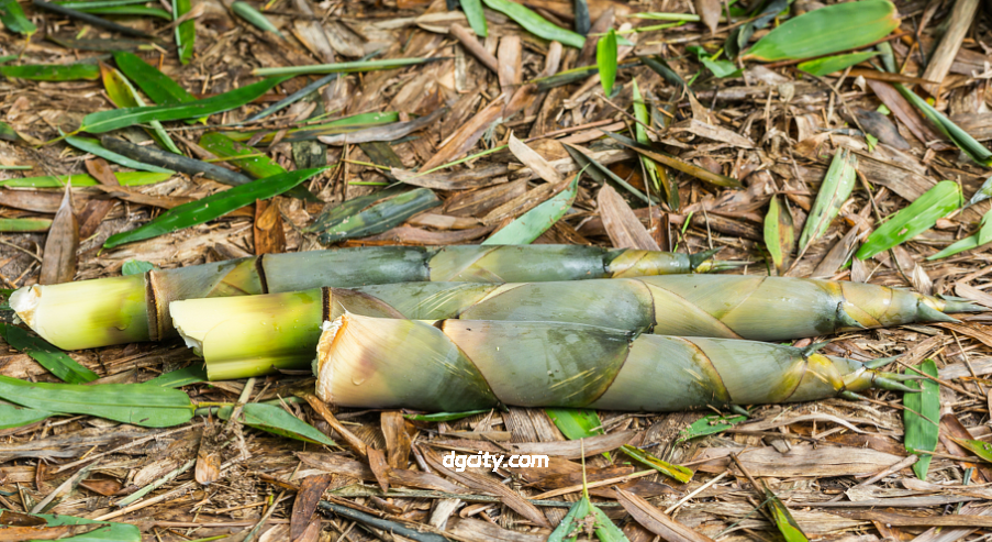 Sheshan Orchid Bamboo Shoots: A Precious Spring Delicacy Hidden in Shanghai’s Mountains-Dgcity-Discover Great Chinese City