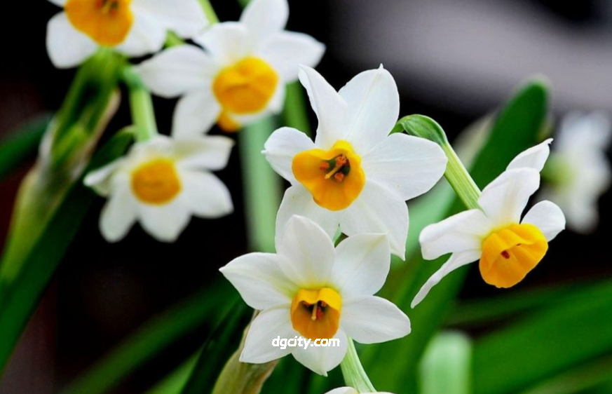 Chongming Narcissus in Shanghai – The Fragrance of Centuries Chongming Narcissus in Shanghai – The Fragrance of Centuries
