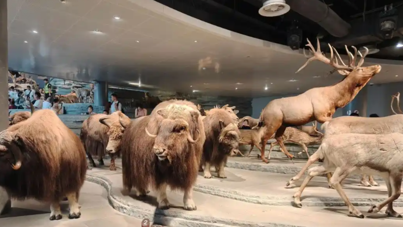 上海自然博物馆——穿越时空，解锁自然万物的奥秘-Dgcity-Discover Great Chinese City