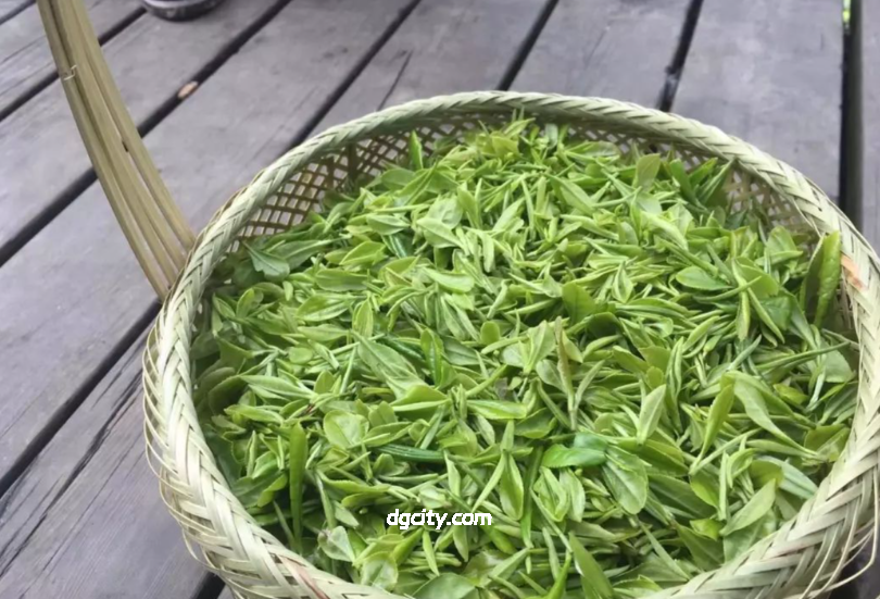 Complete Guide to Handmade Yongchuan Xiuya Tea Making Skills