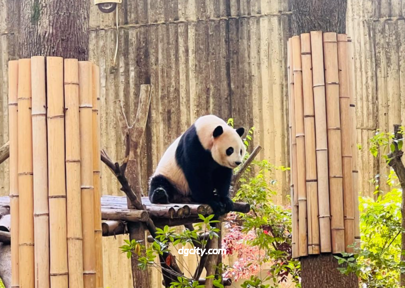 Bamboo Shadows and National Treasures: Exploring Chengdu Research Base of Giant Panda Breeding Bamboo Shadows and National Treasures: Exploring Chengdu Research Base of Giant Panda Breeding