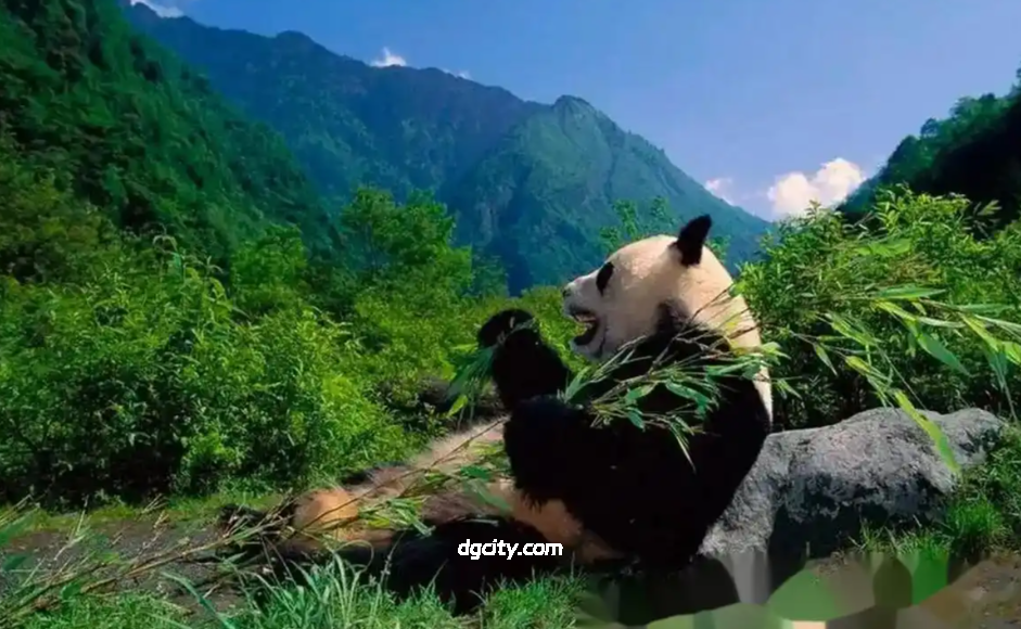 藏在邛崃山中的生态秘境——四川卧龙国家级自然保护区-Travel China - 旅行中国