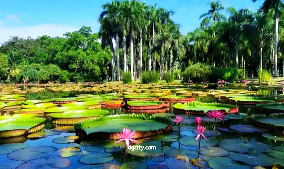 Discover Xishuangbanna Botanical Garden: Largest Tropical Plant Collection-Travel China - 旅行中国