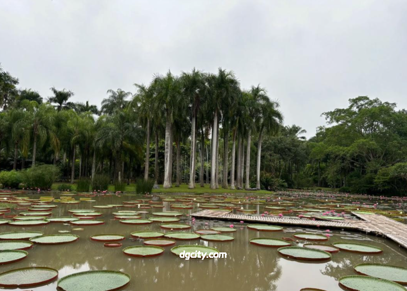 Discover Xishuangbanna Botanical Garden: Largest Tropical Plant Collection