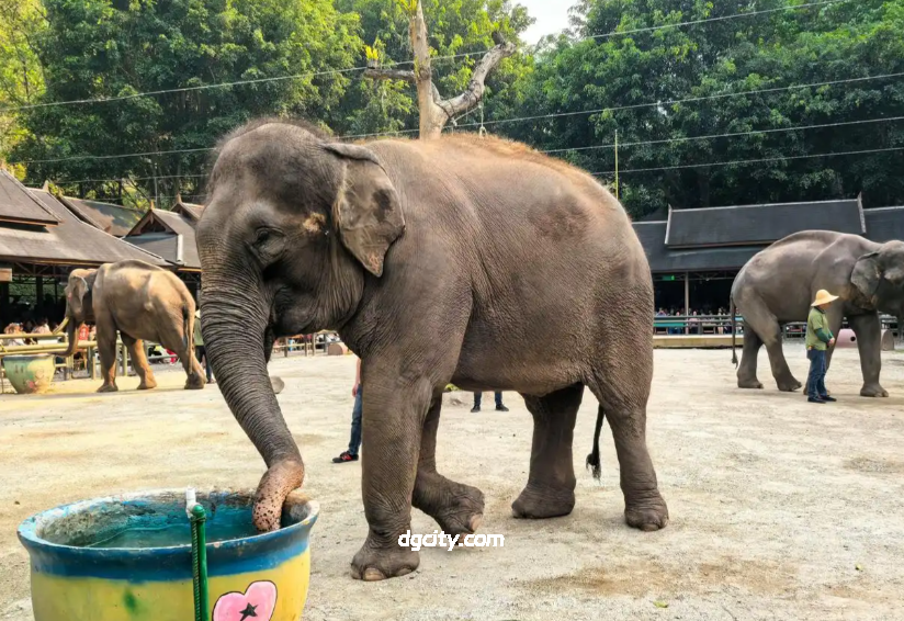 Encounter Wild Elephant Valley: Asian Elephant Habitat & Conservation-Travel China - 旅行中国