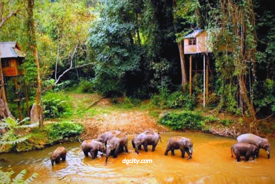 Encounter Wild Elephant Valley: Asian Elephant Habitat & Conservation